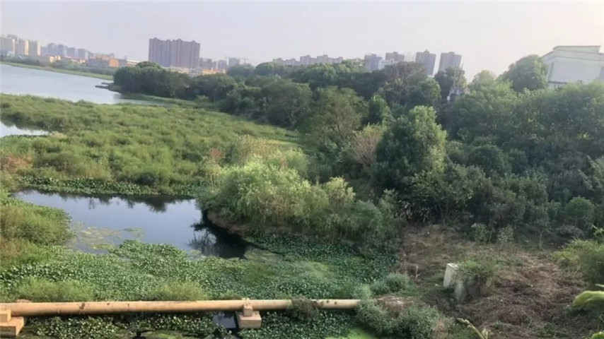 工匠马博网页版_马博（中国）召开黄家湖上湖湖体综合整治工程现场调度会